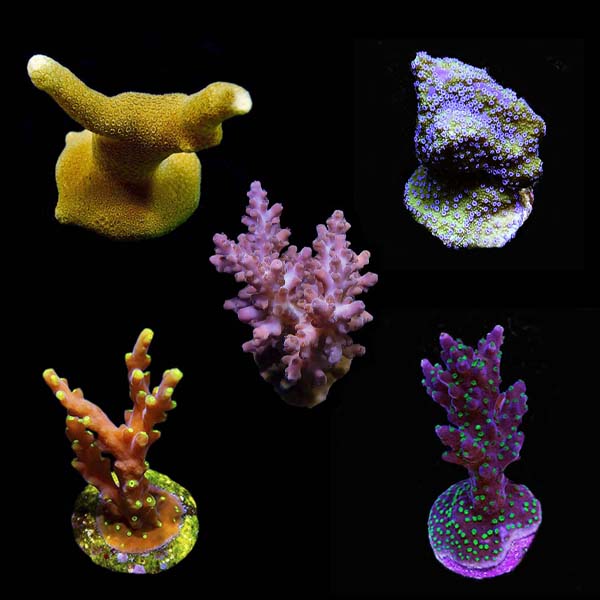 ORA® Aquacultured Assorted Micronesian Summer SPS Coral Frag 5 Pack ORA® Aquacultured Assorted Micronesian Summer SPS Coral Frag 5 Pack